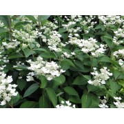 Гортензия метельчатая Дарума