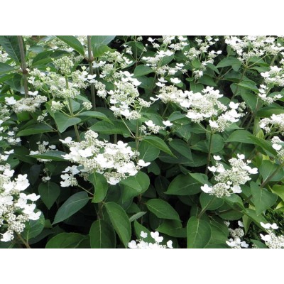 Гортензия метельчатая Дарума Гортензия метельчатая Дарума