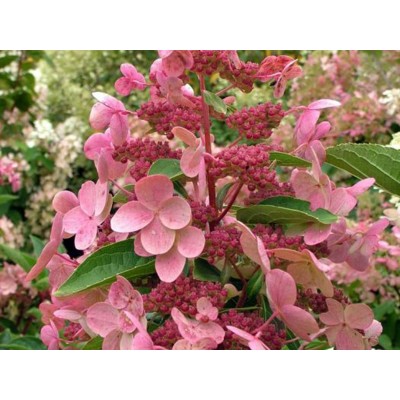 Гортензия метельчатая Дарума Гортензия метельчатая Дарума