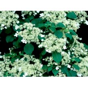 Гортензия черешковая