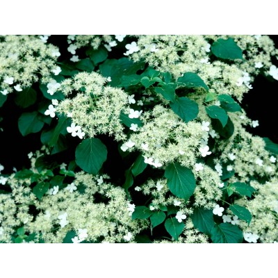 Гортензия черешковая Гортензия черешковая