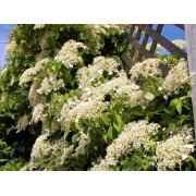 Гортензия черешковая