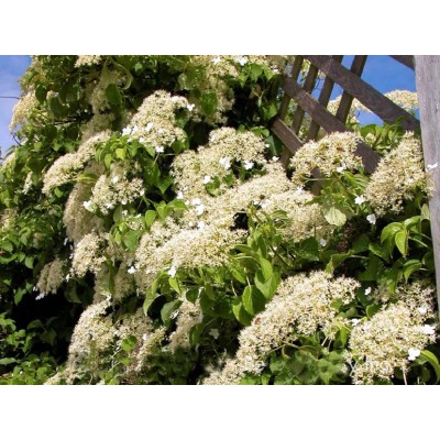 Гортензия черешковая Гортензия черешковая