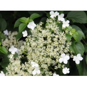 Гортензия черешковая