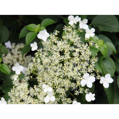 Гортензия черешковая Гортензия черешковая