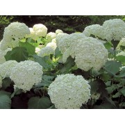 Гортензия древовидная Анабель