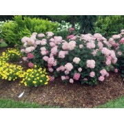 Гортензия древовидная Инкредибл Блаш - Свит Аннабель