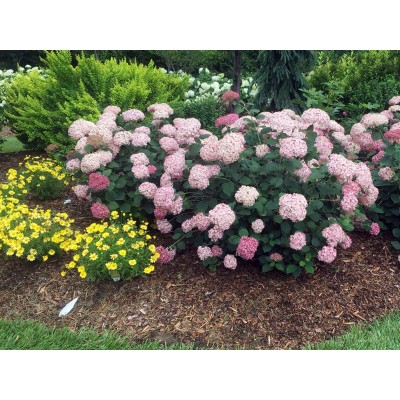 Гортензия древовидная Инкредибл Блаш - Свит Аннабель Гортензия древовидная Инкредибл Блаш - Свит Аннабель