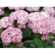 Гортензия древовидная Инкредибл Блаш - Свит Аннабель