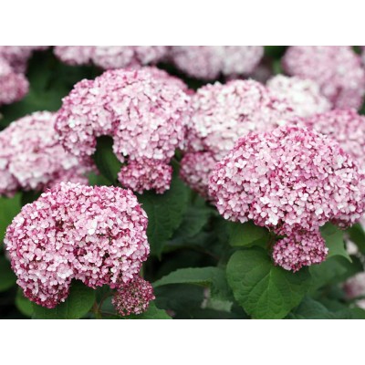 Гортензия древовидная Инкредибл Блаш - Свит Аннабель Гортензия древовидная Инкредибл Блаш - Свит Аннабель