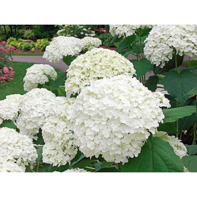 Гортензия древовидная Инкредибол - Стронг Аннабель Гортензия древовидная Инкредибол - Стронг Аннабель