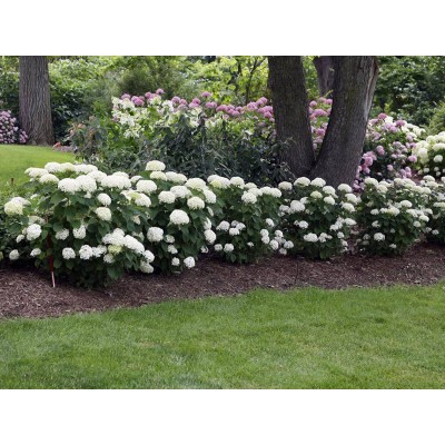 Гортензия древовидная Инвинсибелле Лиметта Гортензия древовидная Инвинсибелле Лиметта