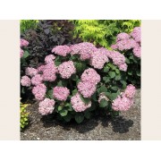 Гортензия древовидная Инвинсибелле Мини Мауви