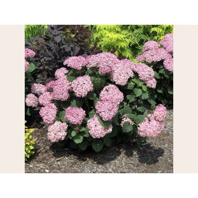 Гортензия древовидная Инвинсибелле Мини Мауви Гортензия древовидная Инвинсибелле Мини Мауви