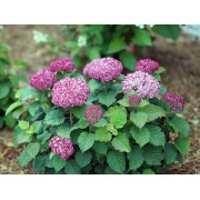 Гортензия древовидная Инвинсибелле Мини Мауви