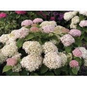 Гортензия древовидная Инвинсибелле Ви Вайт