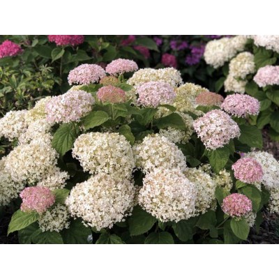 Гортензия древовидная Инвинсибелле Ви Вайт Гортензия древовидная Инвинсибелле Ви Вайт