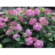 Гортензия древовидная Инвинсибелле Мини Мауви