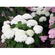 Гортензия древовидная Инвинсибелле Ви Вайт