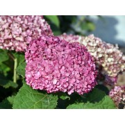 Гортензия древовидная Мэджикал Пинкербелл