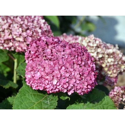 Гортензия древовидная Мэджикал Пинкербелл Гортензия древовидная Мэджикал Пинкербелл