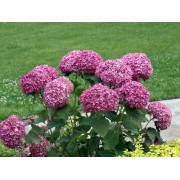 Гортензия древовидная Мэджикал Пинкербелл