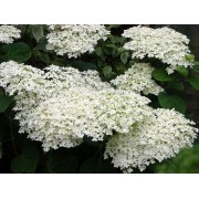 Гортензия древовидная Стерилис