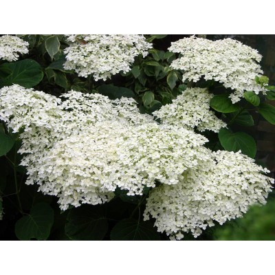 Гортензия древовидная Стерилис Гортензия древовидная Стерилис
