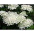 Гортензия древовидная Стерилис Гортензия древовидная Стерилис