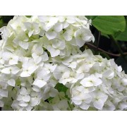 Гортензия древовидная Стерилис