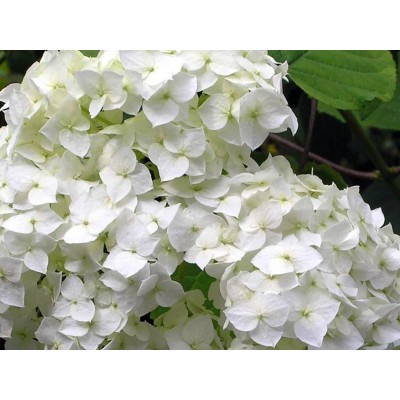 Гортензия древовидная Стерилис Гортензия древовидная Стерилис