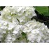 Гортензия древовидная Стерилис Гортензия древовидная Стерилис