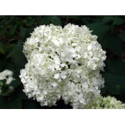 Гортензия древовидная Стерилис
