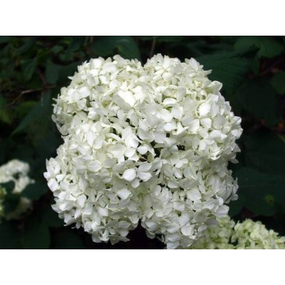 Гортензия древовидная Стерилис Гортензия древовидная Стерилис
