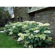 Гортензия древовидная Уайт Дом - Дардом