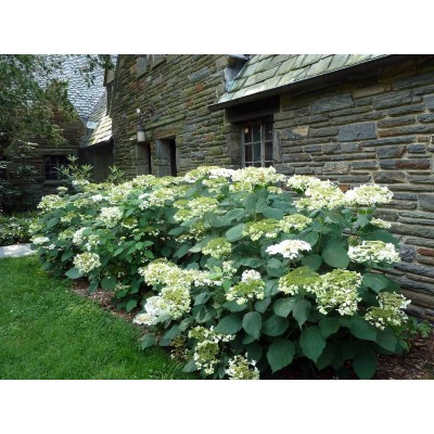 Гортензия древовидная Уайт Дом - Дардом Гортензия древовидная Уайт Дом - Дардом