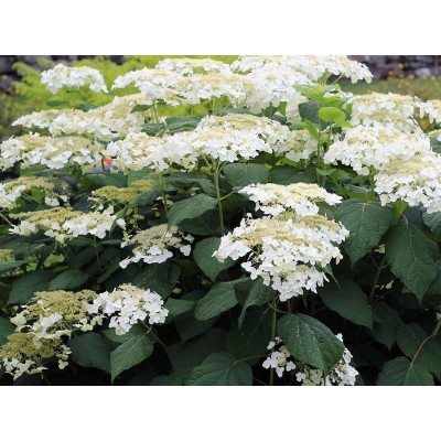 Гортензия древовидная Уайт Дом - Дардом Гортензия древовидная Уайт Дом - Дардом