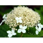 Гортензия древовидная Уайт Дом - Дардом