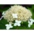 Гортензия древовидная Уайт Дом - Дардом Гортензия древовидная Уайт Дом - Дардом
