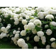 Гортензия древовидная Анабель