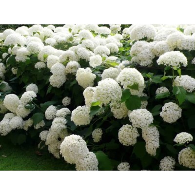 Гортензия древовидная Анабель Гортензия древовидная Анабель