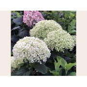 Гортензия древовидная Инвинсибелле Лиметта