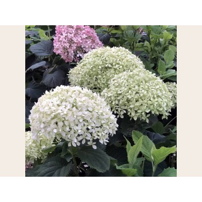 Гортензия древовидная Инвинсибелле Лиметта Гортензия древовидная Инвинсибелле Лиметта