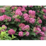 Гортензия древовидная Инвинсибелле Мини Мауви