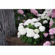 Гортензия древовидная Инвинсибелле Ви Вайт