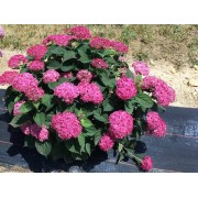 Гортензия древовидная Мэджикал Пинкербелл