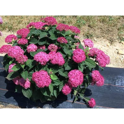 Гортензия древовидная Мэджикал Пинкербелл Гортензия древовидная Мэджикал Пинкербелл