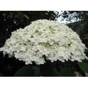 Гортензия древовидная Стерилис
