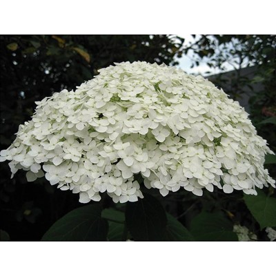 Гортензия древовидная Стерилис Гортензия древовидная Стерилис