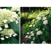 Гортензия древовидная Уайт Дом - Дардом